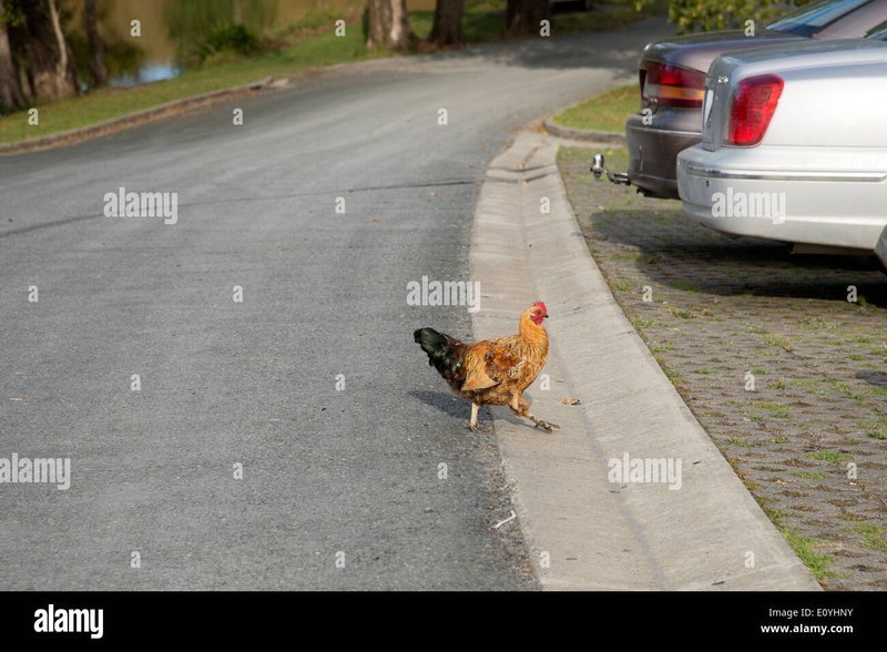 Een Gokspel met Zenuwen: Het Sensatievolle Chicken Road Slot Spel in Nederland in Netherlands