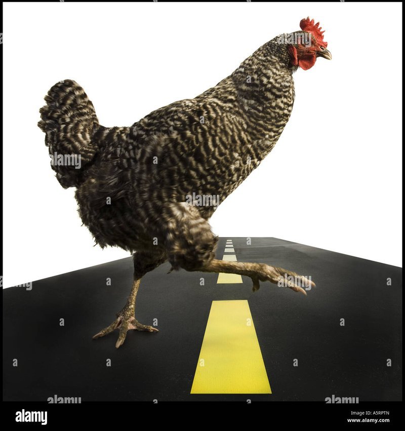 A look at chicken road oficial